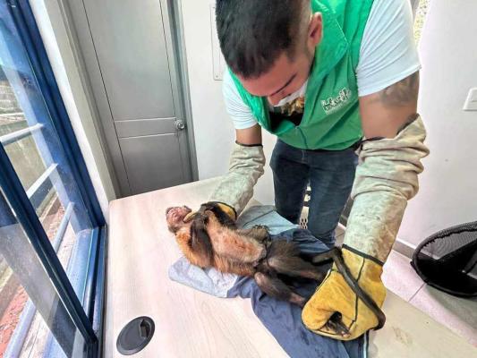 Revisado por veterinarios