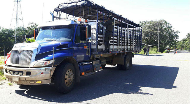 Avanzan-labores-de la Policía Nacional-contra-el hurto de ganado-en-el Meta