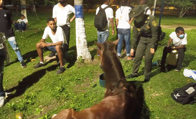 Ayudamos a un equino que se desplomó de cansancio en la avenida santander