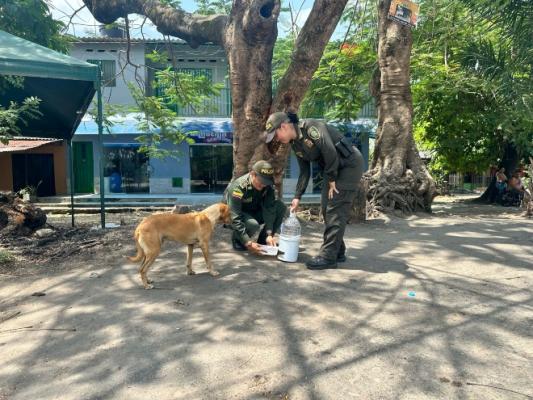 Las altas temperaturas que se viene presentando pueden ocasionar golpes de calor a los animalitos de calle