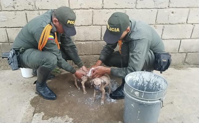 Beethoven, Rocky y Sony volvieron a nacer