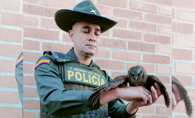 Buho sera devuelto a su habitad natural