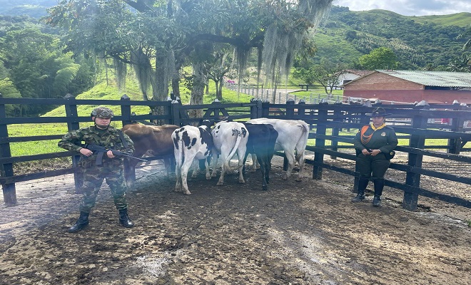 Fueron recuperados ocho bovinos hurtados en Santa Rosa, Antioquia