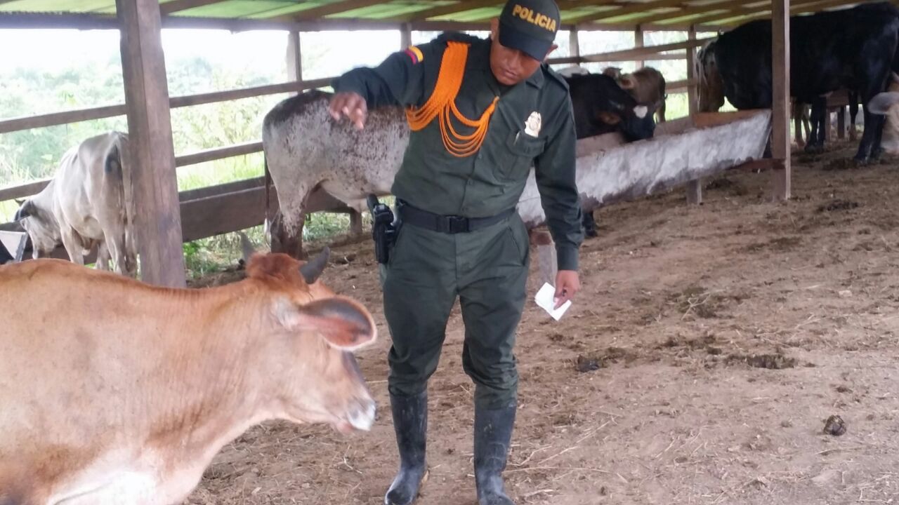 Varios bovinos han sido incautados en el municipio de Puerto Nariño