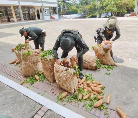 Policía halló marihuana camuflada en bultos de yuca