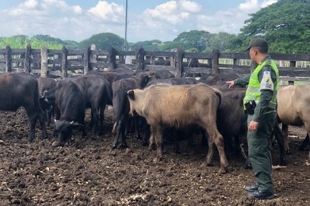 Caen-búfalos-de-contrabando-en-Codazzi