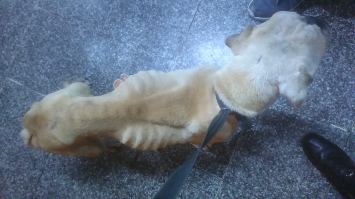 Captura por maltrato animal