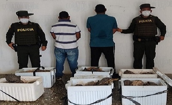 Persona capturada-policías custodiando- fauna recuperada