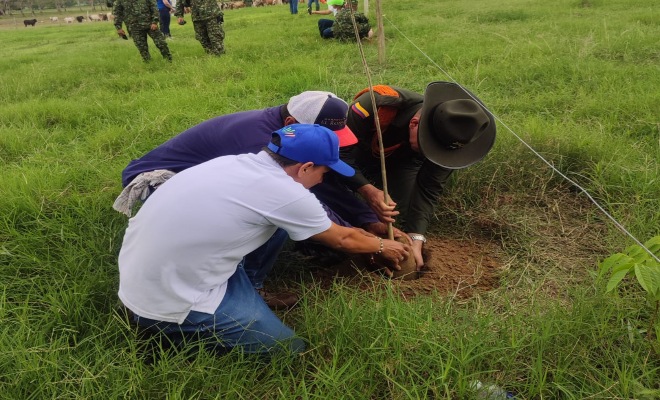 500 arboles maderables son sembrados en la zona rural de Montería.