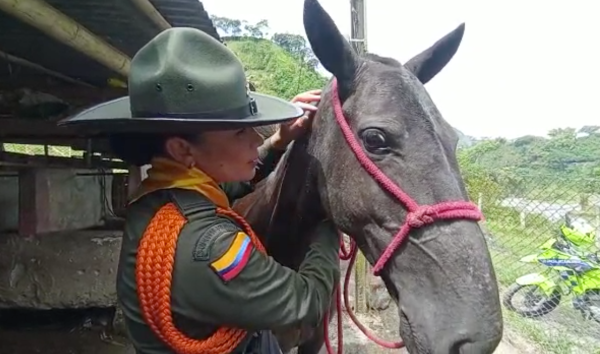 Carabineros en Caldas, entregan más de 45 pacas de heno en la brigada de bienestar animal ante una posible caída de ceniza