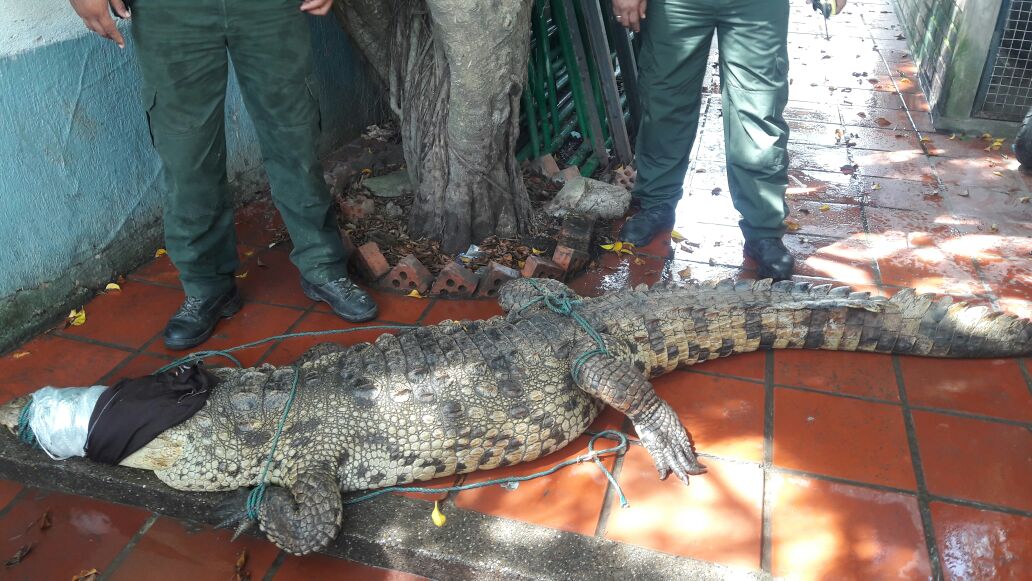 Policia Ambiental rescato un cocodrilo de tres metros de largo