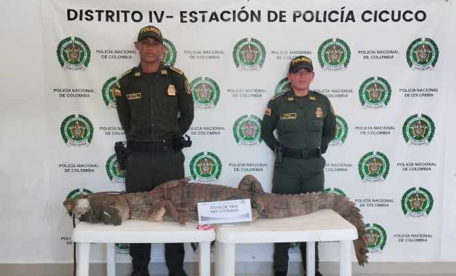 Comunidad entrega babilla de aproximadamente 2 metros de largo