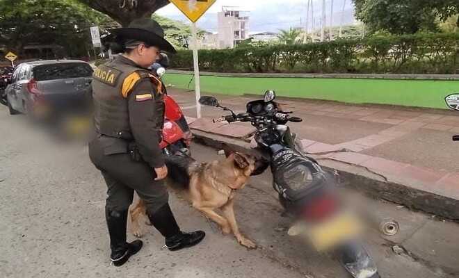 CON SU OLFATO SE HA LOGRADO OBTENER RESULTADOS POSITIVOS