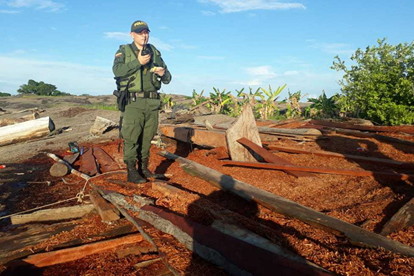 contrabando-de-madera