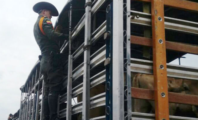 En-el-Meta-Ofensiva Nacional-contra-el-Delito-deja-efectivos resultados-contra-el-hurto-de-ganado