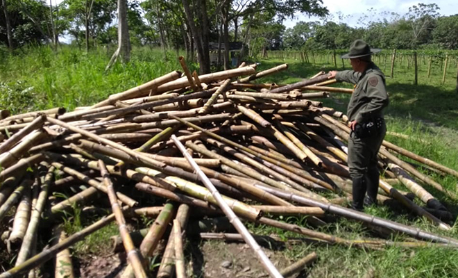 Plan-de-Choque-El-que-la hace-la paga-tras-los-pasos-de-los-depredadores-de-madera