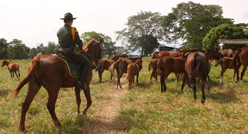 criadero-geriatrico-caballos-policia.nacional-colombia-meta