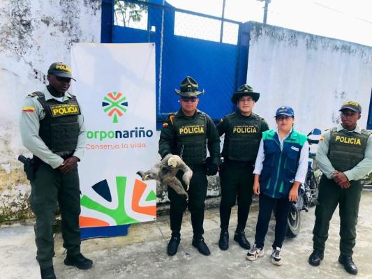 Como “Juan Miguel” fue bautizado el oso que será reincorporado a su hábitat natural.