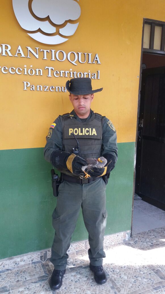 En-operativos-fueron-rescatadas-32-especies-animales-en-vía-de-extinción.-2