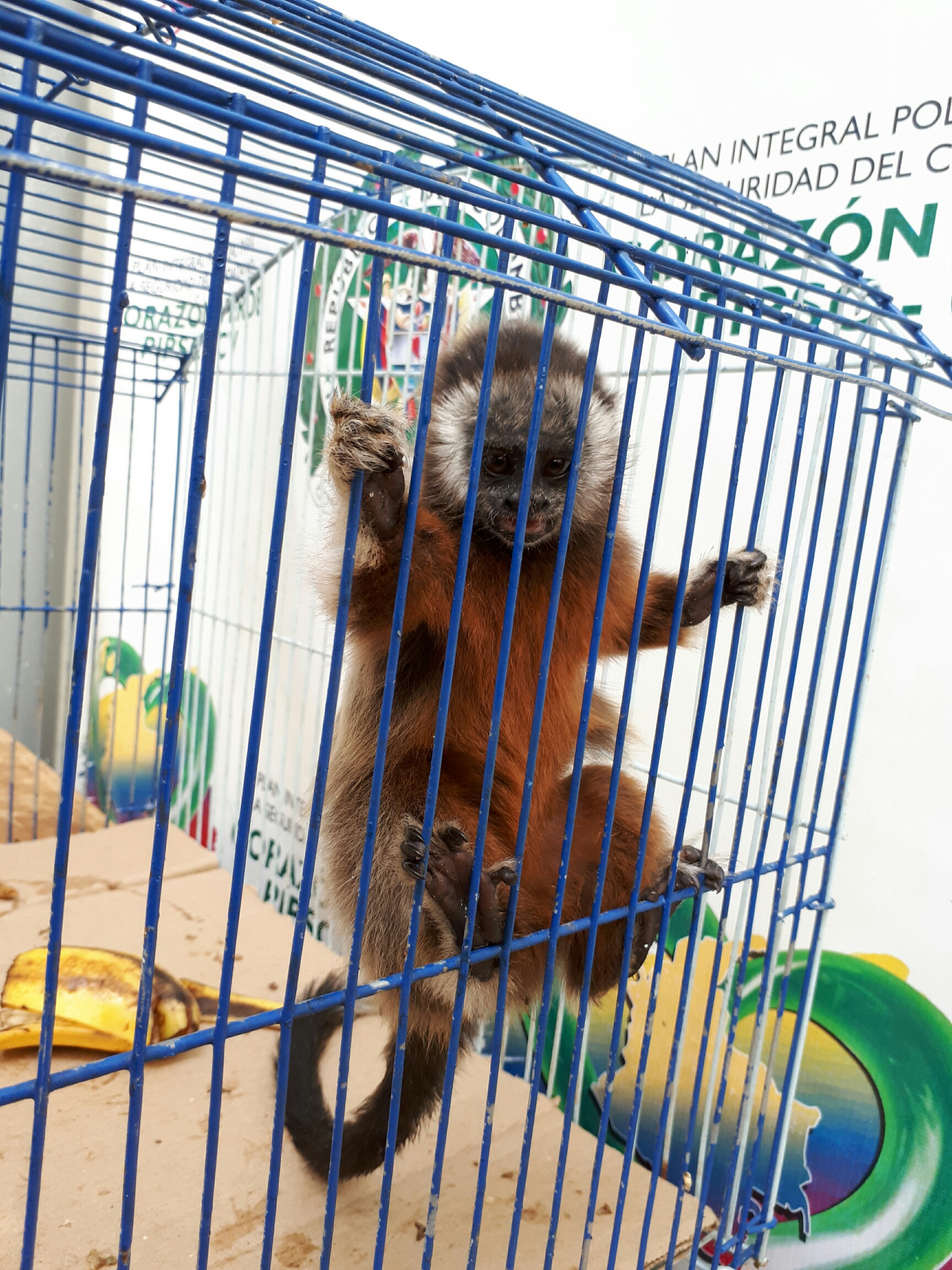 Rescatadas-38-especies-que-iban-a-ser-comercializadas-3