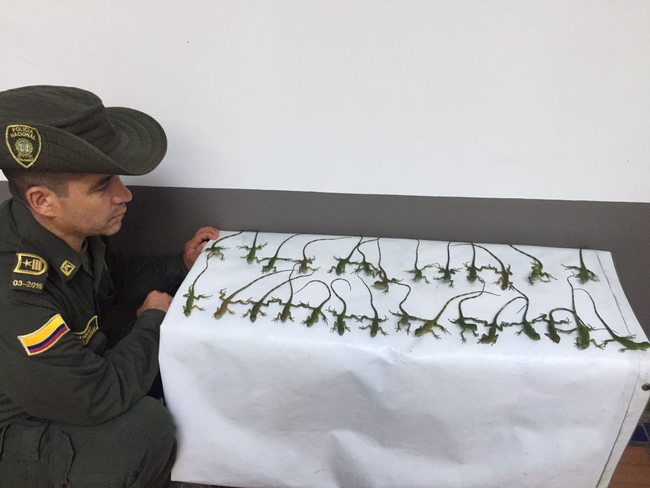 Rescatadas-38-especies-que-iban-a-ser-comercializadas-1