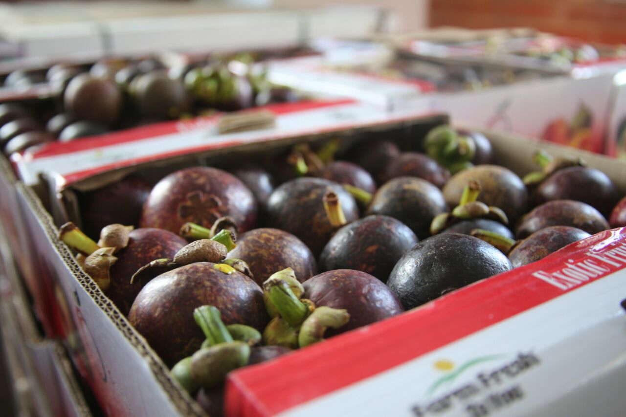 Dentro-de-frutas-exóticas-enviaban-cocaína-diluida-a-Hong-Kong