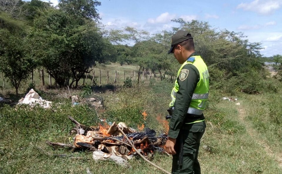 destrucción-decomiso-carne de res-codigo de policia y convivencia-ambiental-sanitario-tenerife-corpamag