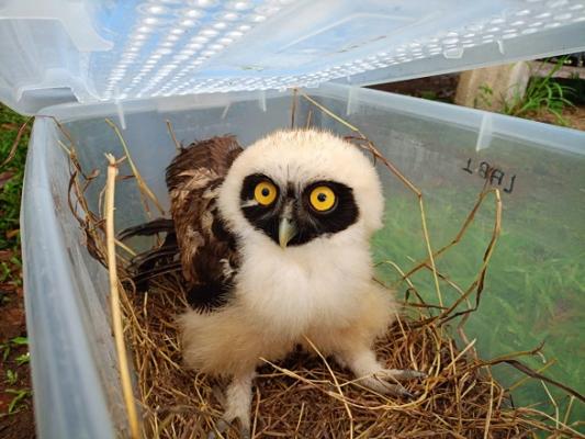 17 especies de fauna, entre Zarigueyas, gavilanes devueltos a su fauna