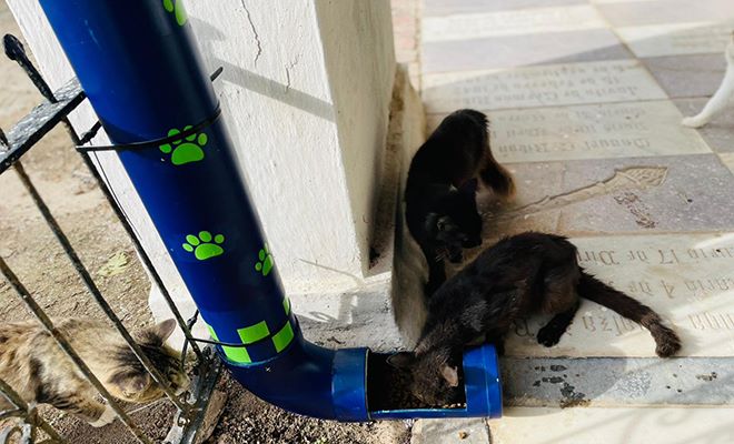 Dispensadores de comida para gatos en Mompox