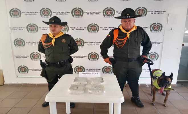 En controles policiales llevados a cabo en la terminal de transporte de Honda, se logró el hallazgo de 8 mil dosis de marihuana 