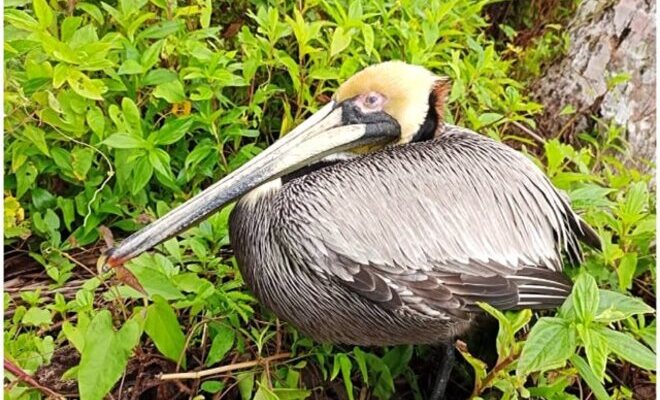 El Instituto Nacional de Salud no ha registrado casos en humanos en el país y ya ha descartado 176 muestras. Foto: ICA