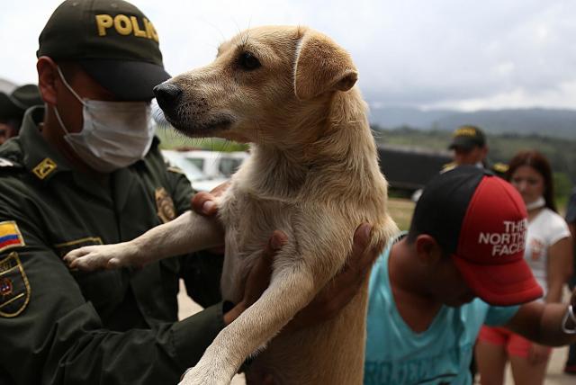 12.400 especies han sido rescatadas en lo que ha transcurrido del año. 