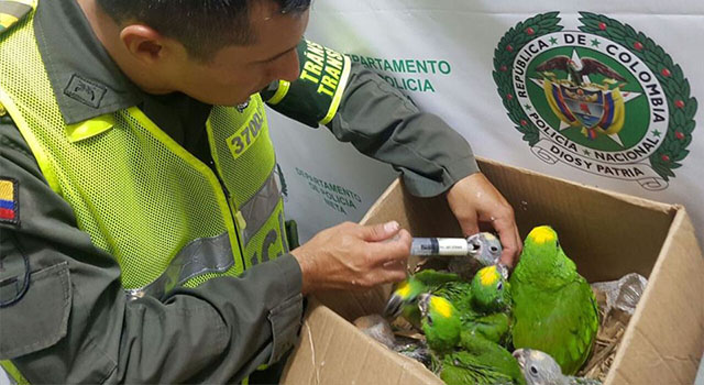 ‘Juntos por los animales’-La Policía Nacional-rescató 45 crías de loros reales y pericos-Meta