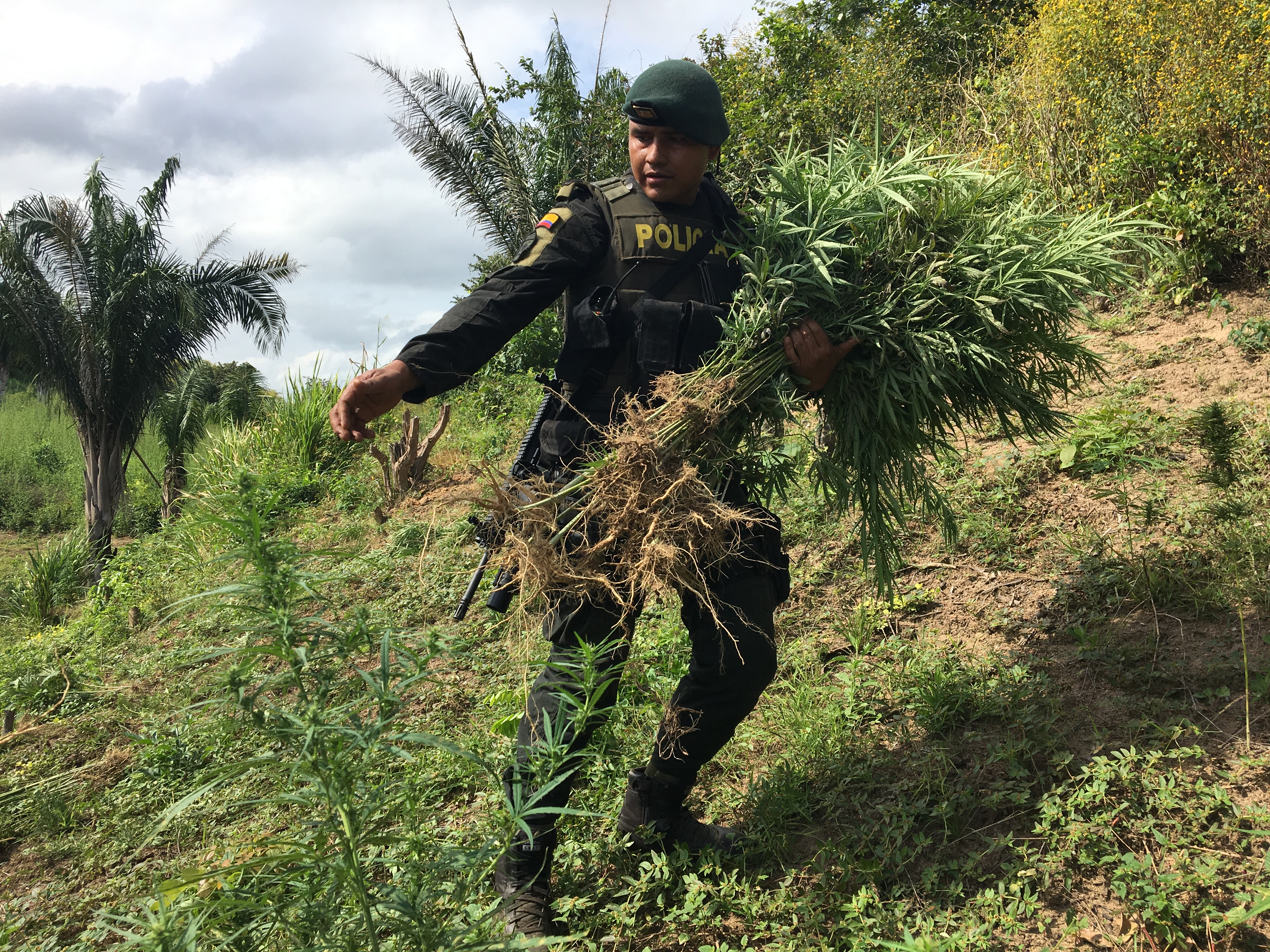 Policía se incauta de marihuana en zona rural