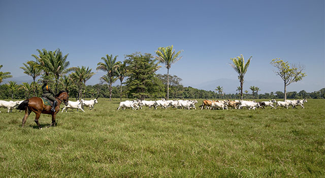 Carabineros-de-la Policía Nacional-evitan-hurto-de-43-cabezas de ganado-en-el-Meta