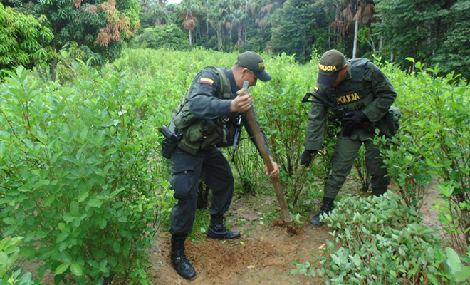 En-ofensiva-contra-el-narcotráfico-la Policía Nacional-destruyó-dos-complejos cocaleros