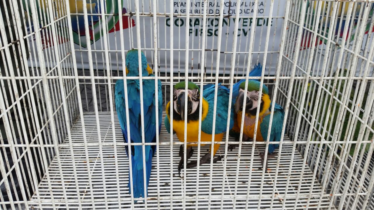 guacamayas_recuperadas