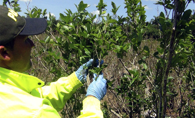 En-el Meta-avanza-“Plan-Institucional-todos-contra-el-narcotráfico”