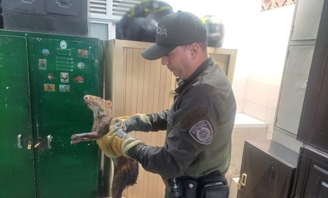 Invitamos a los ciudadanos a denunciar cualquier tipo de maltrato a la fauna silvestre