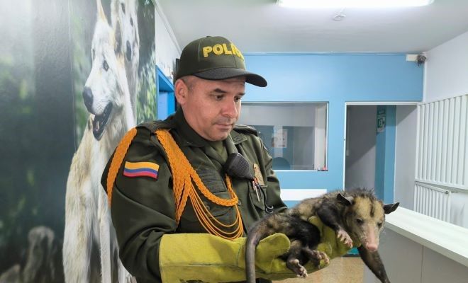 Entre todos debemos proteger los animales