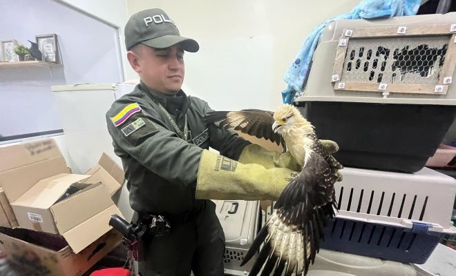 En los operativos adelantados en el área metropolitana de Pereira, han sido protegidas diferentes especies