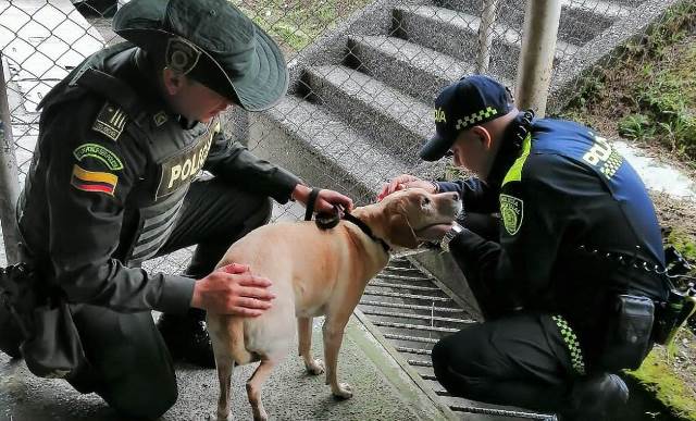 Canino rescatado y protegido 