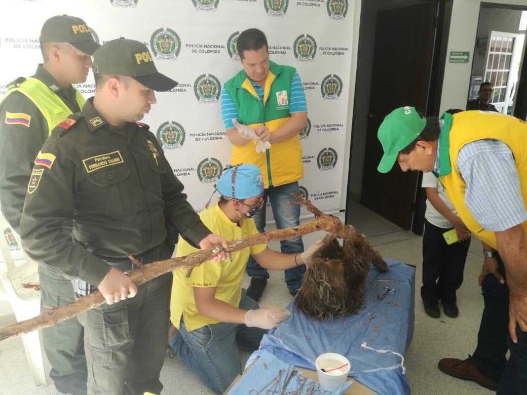 Rescate_de_una_osa_perezosa_1