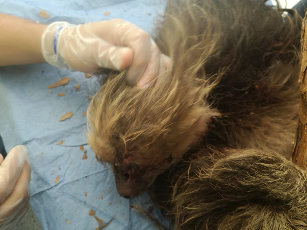 Rescate_de_una_osa_perezosa_2