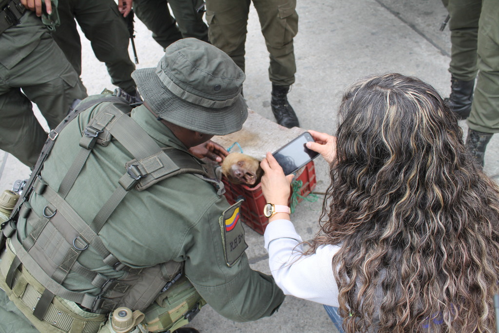 Oso perezoso rescatado en Caldas