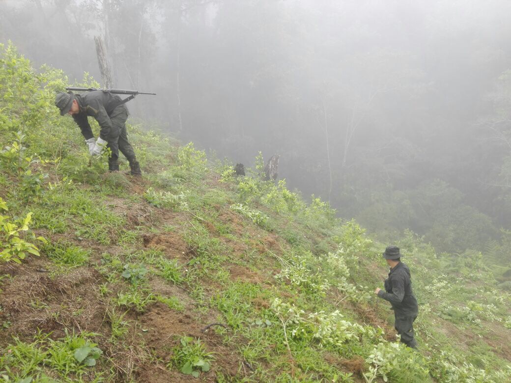 Erradicación cultivos de coca - Policía de Santander