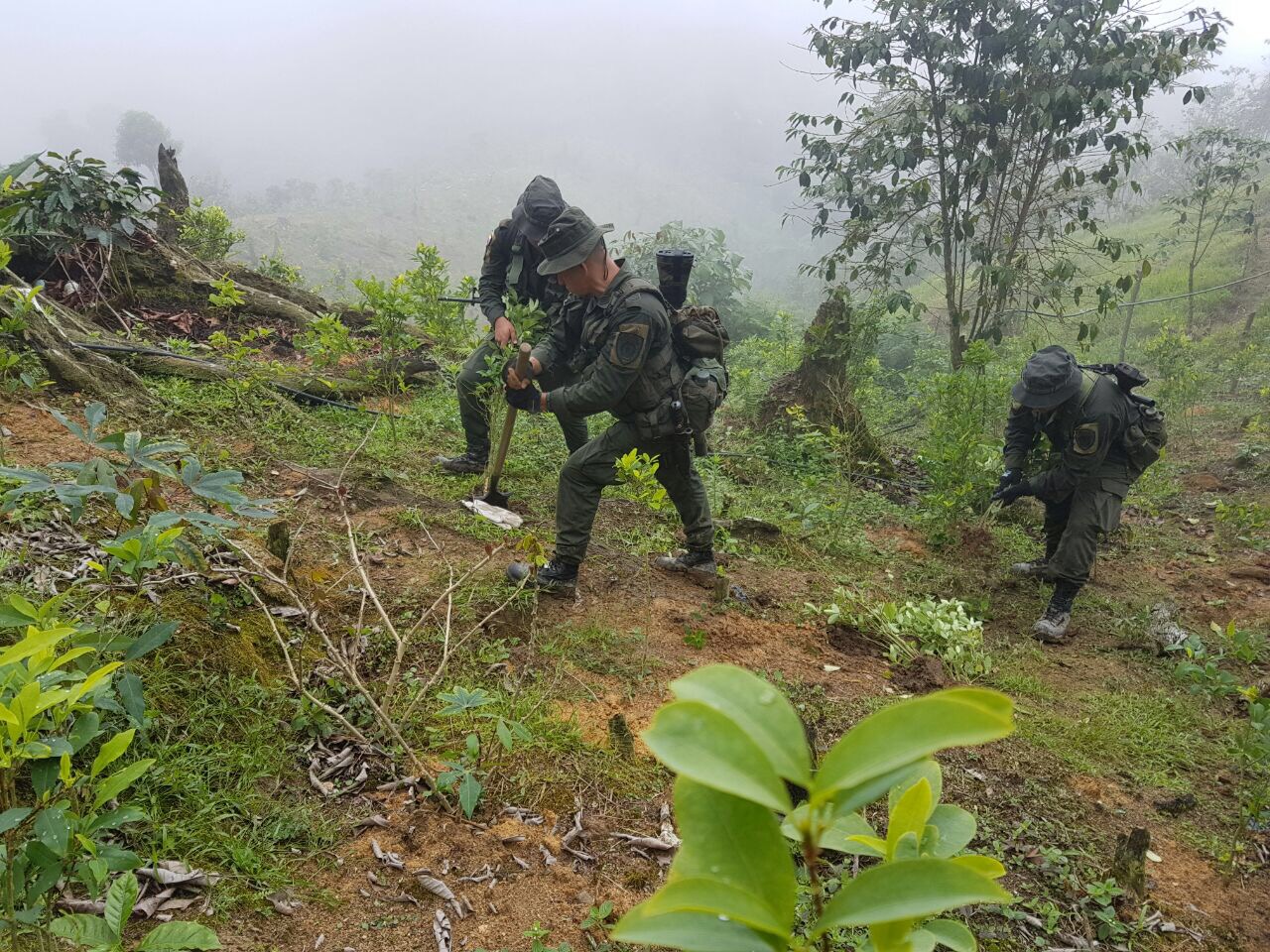 Erradicación cultivos de coca - Policía de Santander