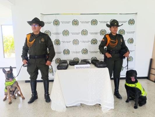 incautación de marihuana