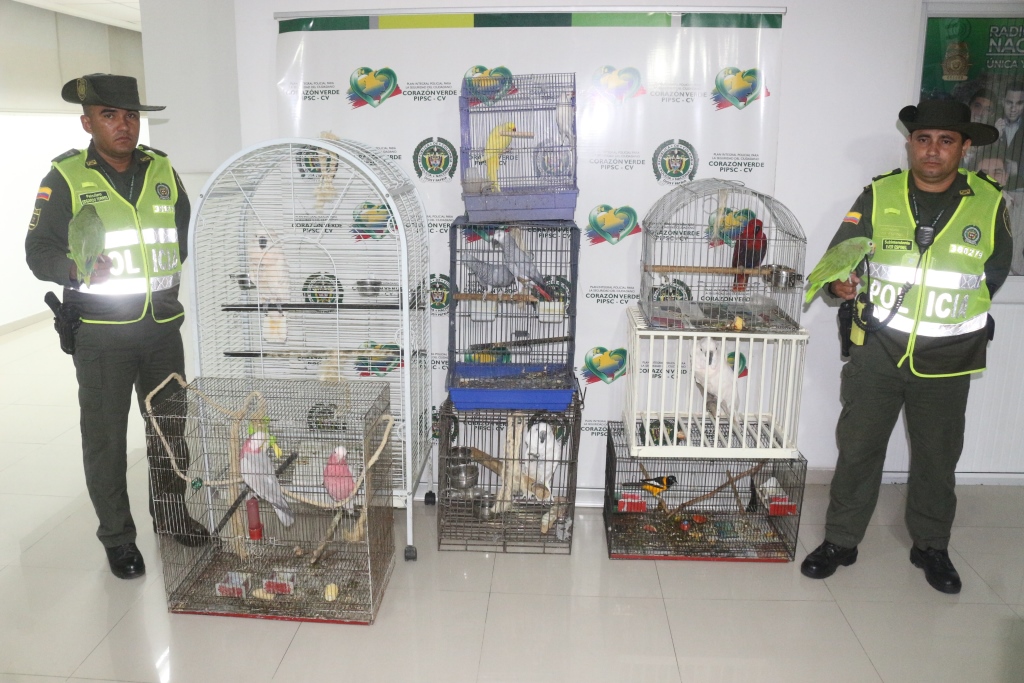 Rescatamos-aves-exóticas-y-migratorias-en-vía-de-extinción