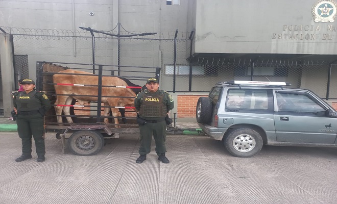 Incautación de semovientes en Puerto López